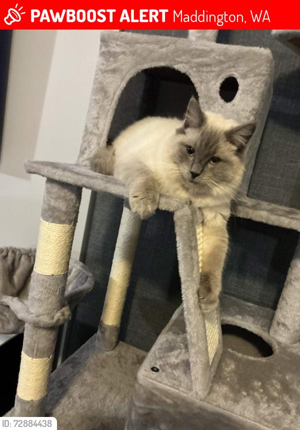 Lost Female Cat last seen Near Bryce court maddington , Maddington, WA 6109