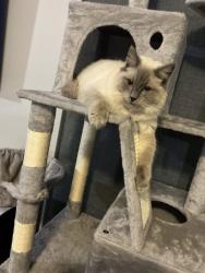 Lost Female Cat last seen Near Bryce court maddington , Maddington, WA 6109