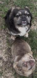 Lost Male Dog last seen In the street, Fort Worth, TX 76179