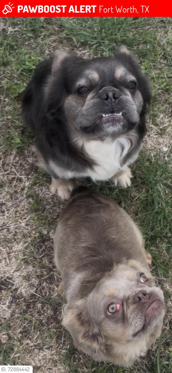 Lost Male Dog last seen In the street, Fort Worth, TX 76179