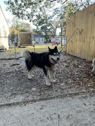 Lost Male Dog last seen Zula lane, Mobile, AL 36605