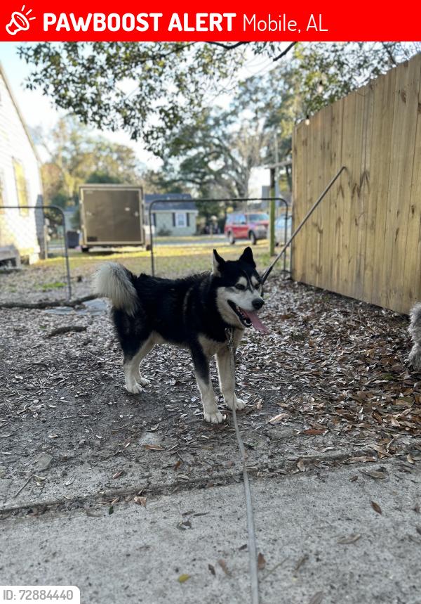 Lost Male Dog last seen Zula lane, Mobile, AL 36605