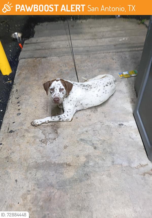 Found/Stray Male Dog last seen Division, San Antonio, TX 78214
