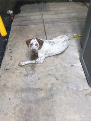 Found/Stray Male Dog last seen Division, San Antonio, TX 78214