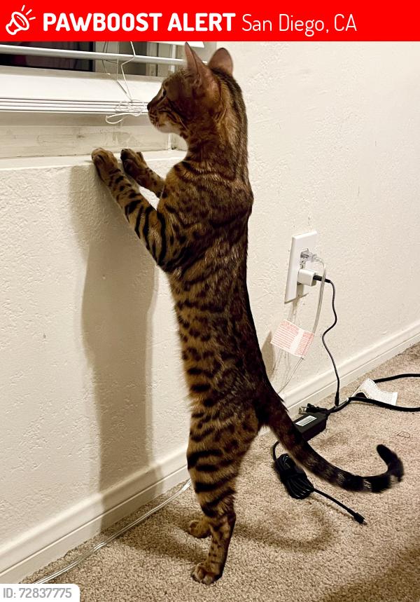 Lost Female Cat last seen Via Rimini, San Diego, CA 92129