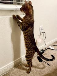 Lost Female Cat last seen Via Rimini, San Diego, CA 92129