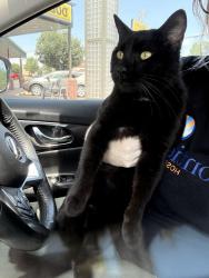 Found/Stray Male Cat last seen Near n western at oncue, Oklahoma City, OK 73114