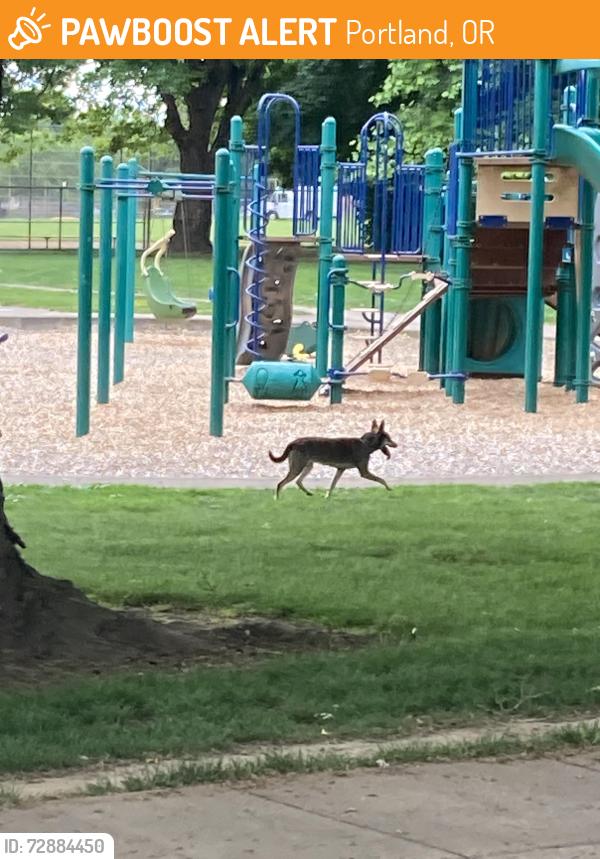 Found/Stray Unknown Dog last seen 42nd Ave at Fernhill Park, Portland, OR 97211