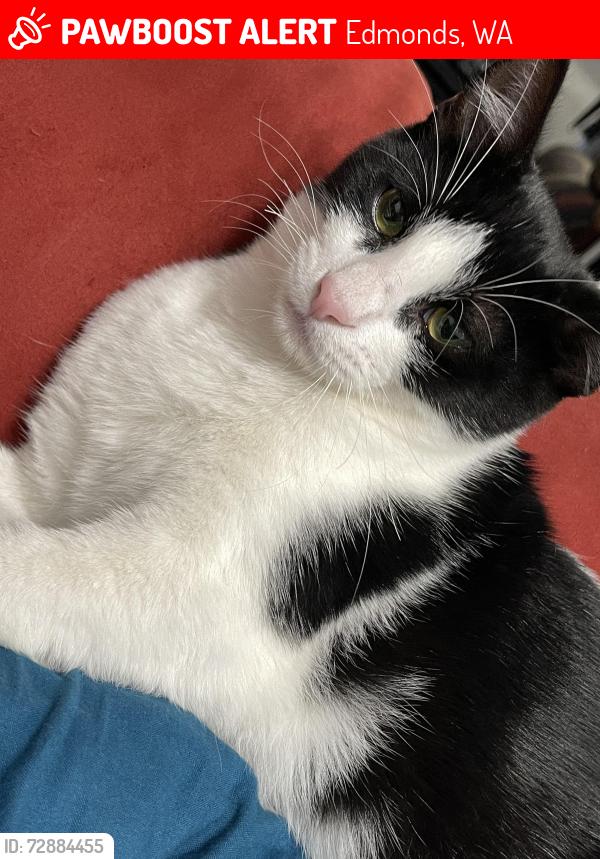Lost Male Cat last seen Near 221st pl sw Edmonds , Edmonds, WA 98026