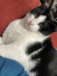 Lost Male Cat last seen Near 221st pl sw Edmonds , Edmonds, WA 98026