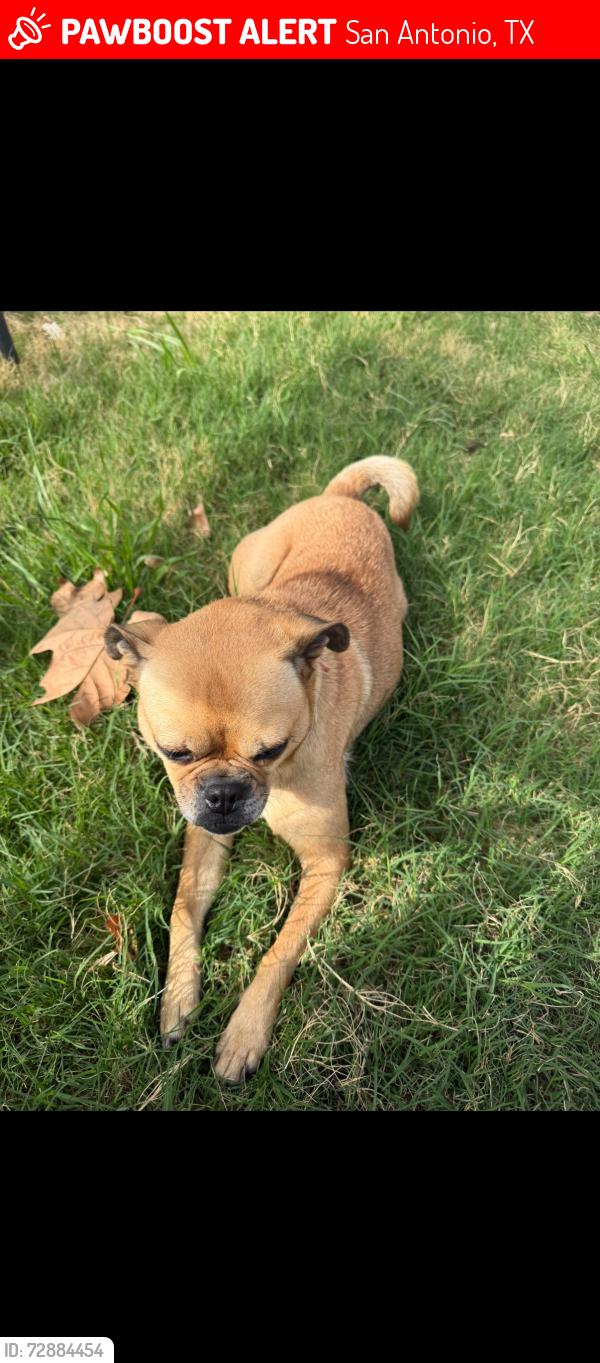 Lost Female Dog last seen Nagitos , San Antonio, TX 78225