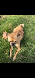 Lost Female Dog last seen Nagitos , San Antonio, TX 78225