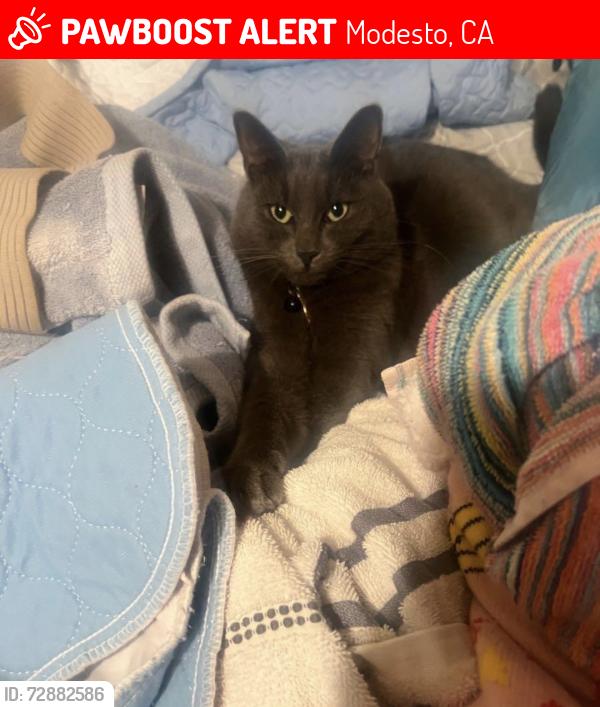 Lost Male Cat last seen Cox Ave , Modesto, CA 95354