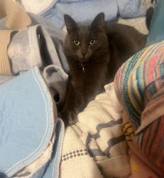 Lost Male Cat last seen Cox Ave , Modesto, CA 95354