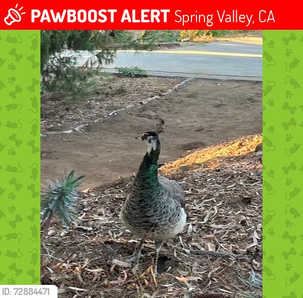 Lost Female Bird last seen Near N Rogers Rd and the Canyon, Spring Valley, CA 91977