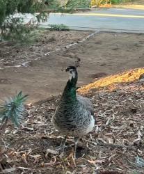 Lost Female Bird last seen Near N Rogers Rd and the Canyon, Spring Valley, CA 91977