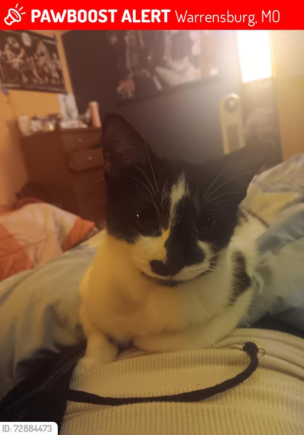 Lost Female Cat last seen Arby's , Warrensburg, MO 64093