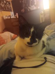 Lost Female Cat last seen Arby's , Warrensburg, MO 64093