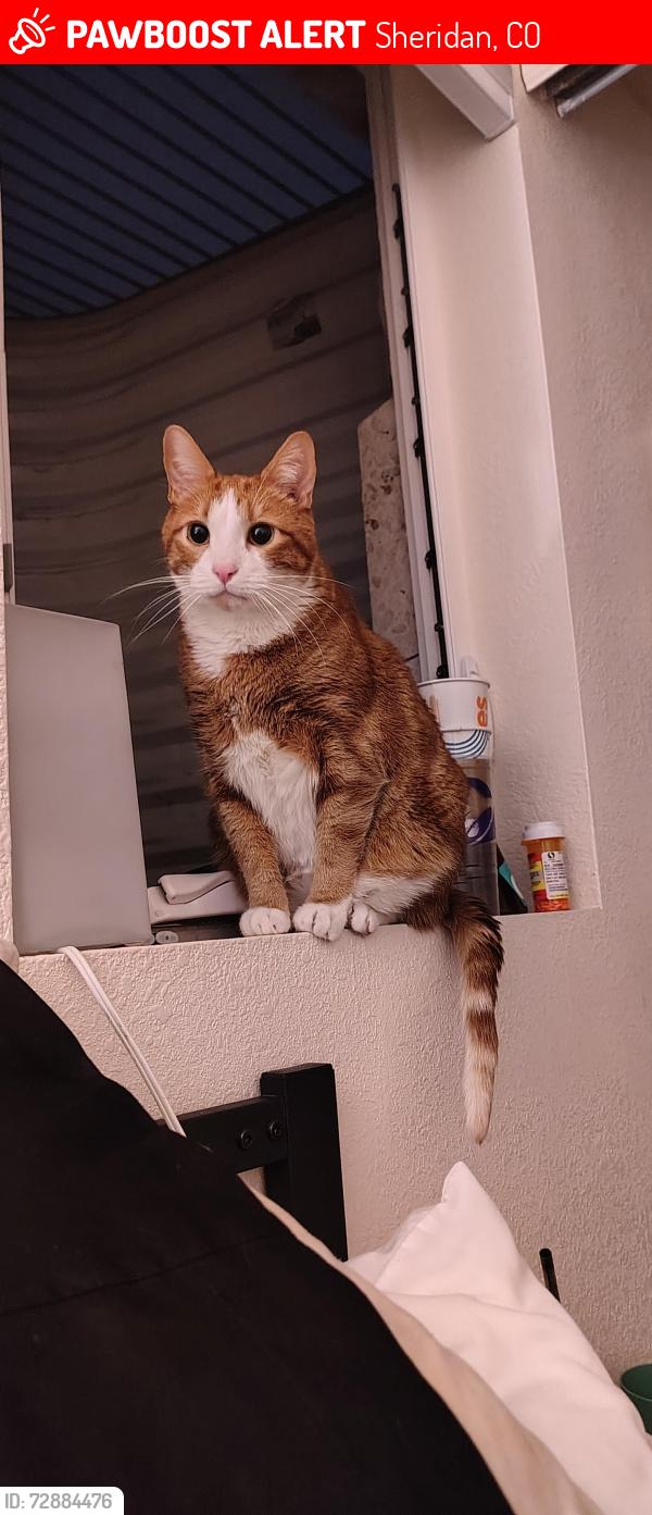 Lost Male Cat last seen S Federal & W Mansfield/ S Federal & 285 (Nesbitt park area), Sheridan, CO 80110