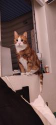 Lost Male Cat last seen S Federal & W Mansfield/ S Federal & 285 (Nesbitt park area), Sheridan, CO 80110