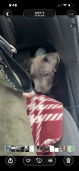 Lost Male Dog last seen Near and quindaro, Kansas City, KS 66101