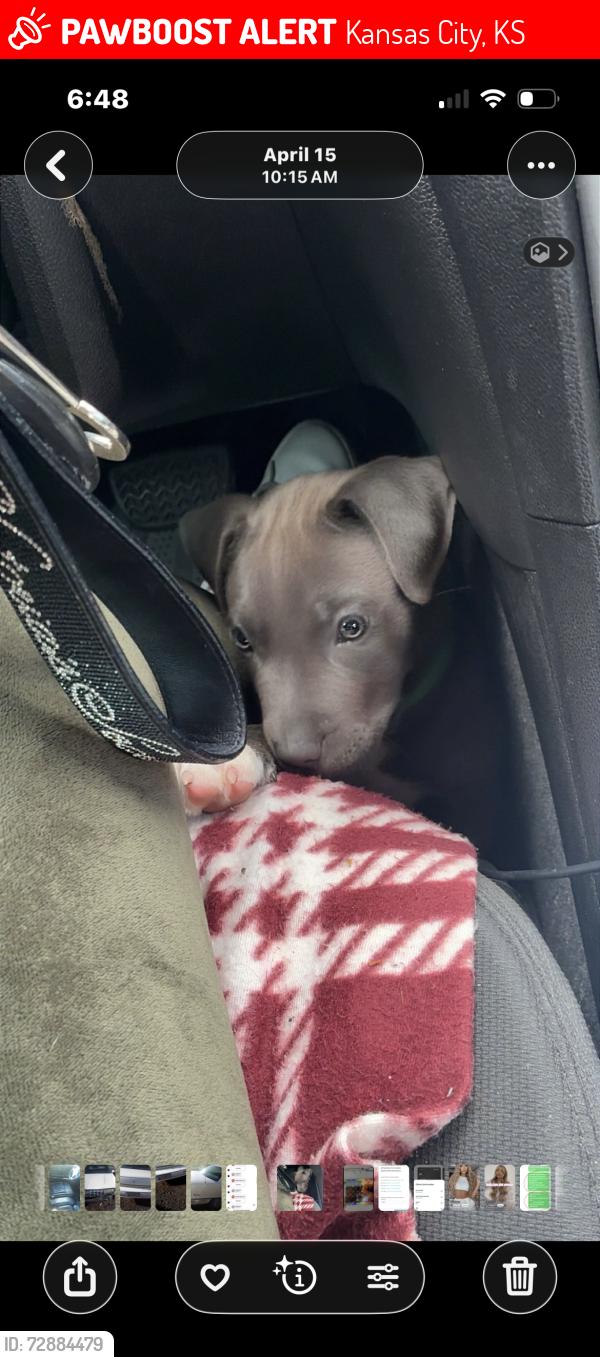 Lost Male Dog last seen Near and quindaro, Kansas City, KS 66101