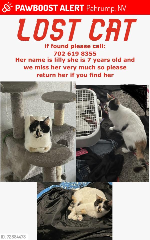 Lost Female Cat last seen Thousandaire and Danielle court, Pahrump, NV 89061