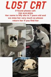 Lost Female Cat last seen Thousandaire and Danielle court, Pahrump, NV 89061