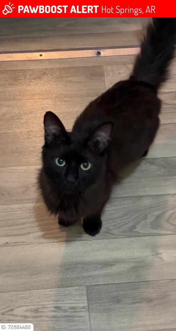 Lost Male Cat last seen Greenbrier apmts,Convention Center,, Hot Springs, AR 71901