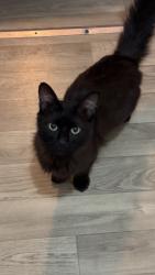 Lost Male Cat last seen Greenbrier apmts,Convention Center,, Hot Springs, AR 71901