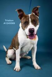 Shelter Stray Male Dog last seen Near BLOCK MIRANDA PL, ARVIN CA 93203, Bakersfield, CA 93308