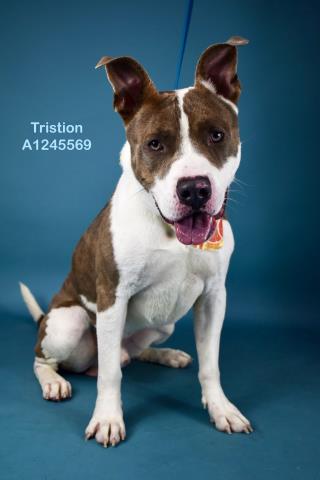 Shelter Stray Male Dog last seen Near BLOCK MIRANDA PL, ARVIN CA 93203, Bakersfield, CA 93308