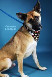 Shelter Stray Male Dog last seen Near BLOCK HARDING AVE, BAKERSFIELD CA 93308, Bakersfield, CA 93308