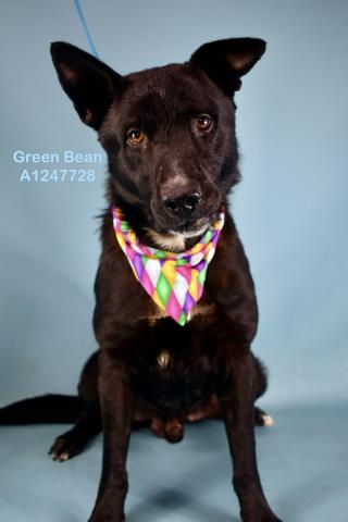 Shelter Stray Male Dog last seen Near BLOCK WALMAR ST, BAKERSFIELD CA 93307, Bakersfield, CA 93308