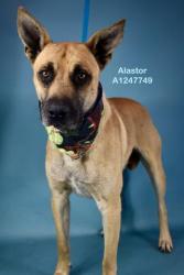 Shelter Stray Male Dog last seen Near BLOCK PANAMA RD, LAMONT CA 93241, Bakersfield, CA 93308