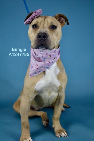 Shelter Stray Female Dog last seen Near CHINA GRADE LOOP, BAKERSFIELD CA 93308, Bakersfield, CA 93308