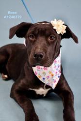 Shelter Stray Female Dog last seen Near BLOCK BALBOA ST, LAKE ISABELLA CA 93240, Bakersfield, CA 93308