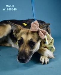 Shelter Stray Female Dog last seen Near BLOCK MING AVE, BAKERSFIELD CA 93304, Bakersfield, CA 93308