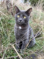 Lost Male Cat last seen Northwoods near Cougar, WA & Gifford Pinchot National Forest, Cougar, WA 98616