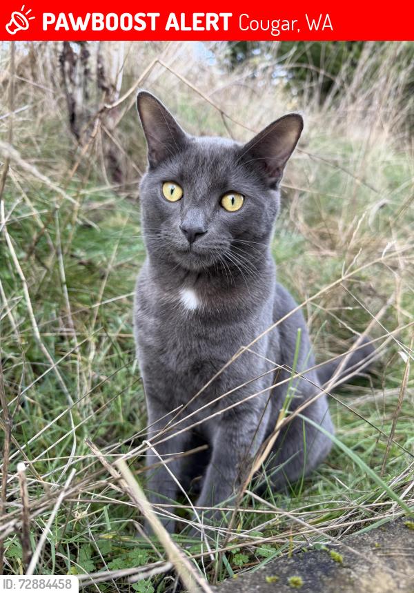 Lost Male Cat last seen Northwoods near Cougar, WA & Gifford Pinchot National Forest, Cougar, WA 98616