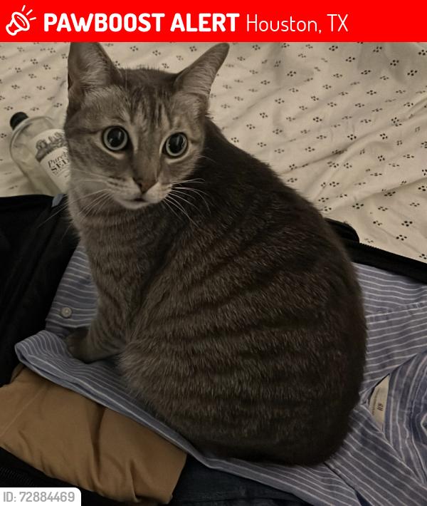 Lost Female Cat last seen Vintage preserve, San Antigua apmt , San Ciera apmt , Houston, TX 77070