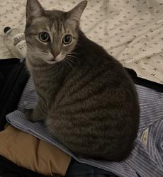 Lost Female Cat last seen Vintage preserve, San Antigua apmt , San Ciera apmt , Houston, TX 77070
