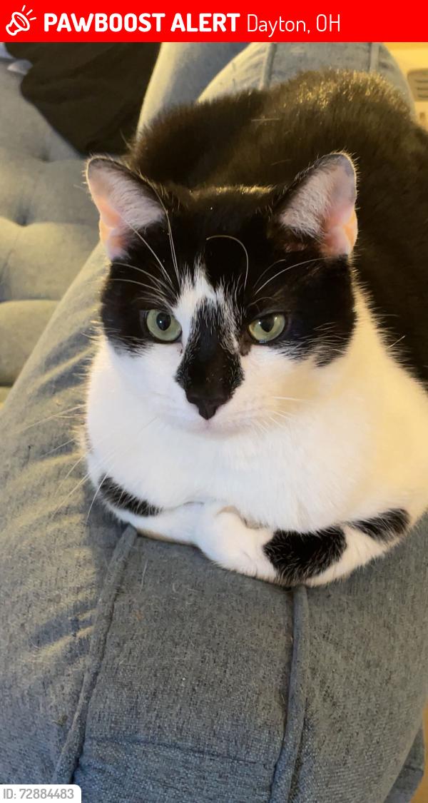 Lost Male Cat last seen Dixie drive, Dayton, OH 45414