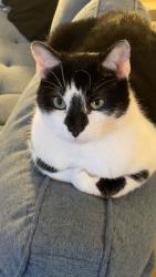 Lost Male Cat last seen Dixie drive, Dayton, OH 45414