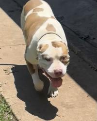 Found/Stray Male Dog last seen bruceville/eddy, Bruceville-Eddy, TX 76630