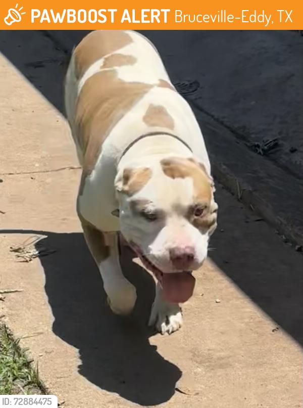 Found/Stray Male Dog last seen bruceville/eddy, Bruceville-Eddy, TX 76630