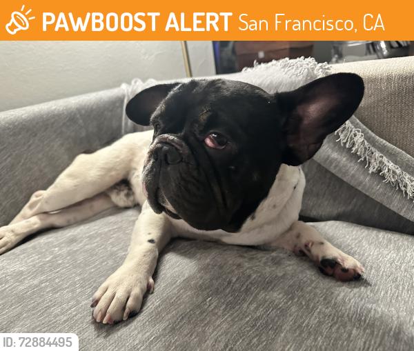 Found/Stray Male Dog last seen Glen park, San Francisco, CA 94131