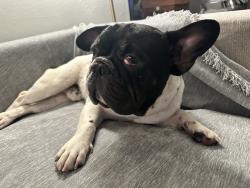 Found/Stray Male Dog last seen Glen park, San Francisco, CA 94131