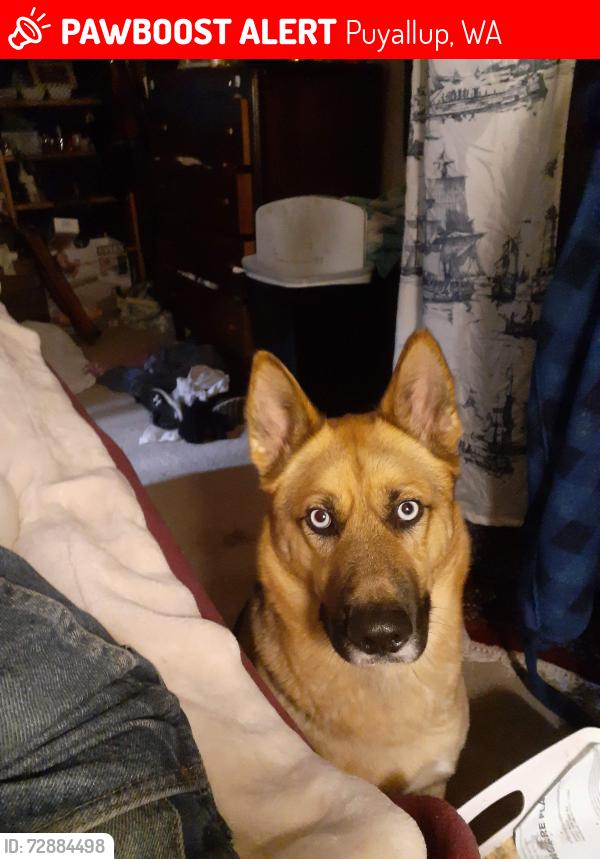 Lost Female Dog last seen Eastern Pearl restaurant and bar, Puyallup, WA 98371