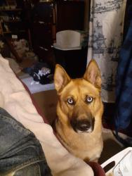 Lost Female Dog last seen Eastern Pearl restaurant and bar, Puyallup, WA 98371